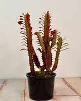 Euphorbia trigona ‘Rubra’ (African milk tree) - Plant Daddy