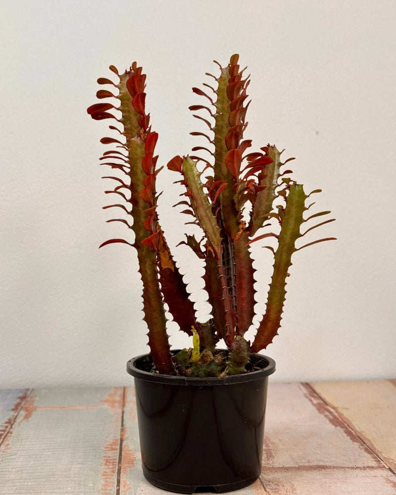 Euphorbia trigona ‘Rubra’ (African milk tree) - Plant Daddy