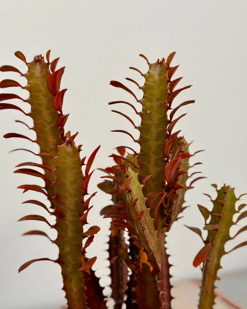 Euphorbia trigona ‘Rubra’ (African milk tree) - Plant Daddy