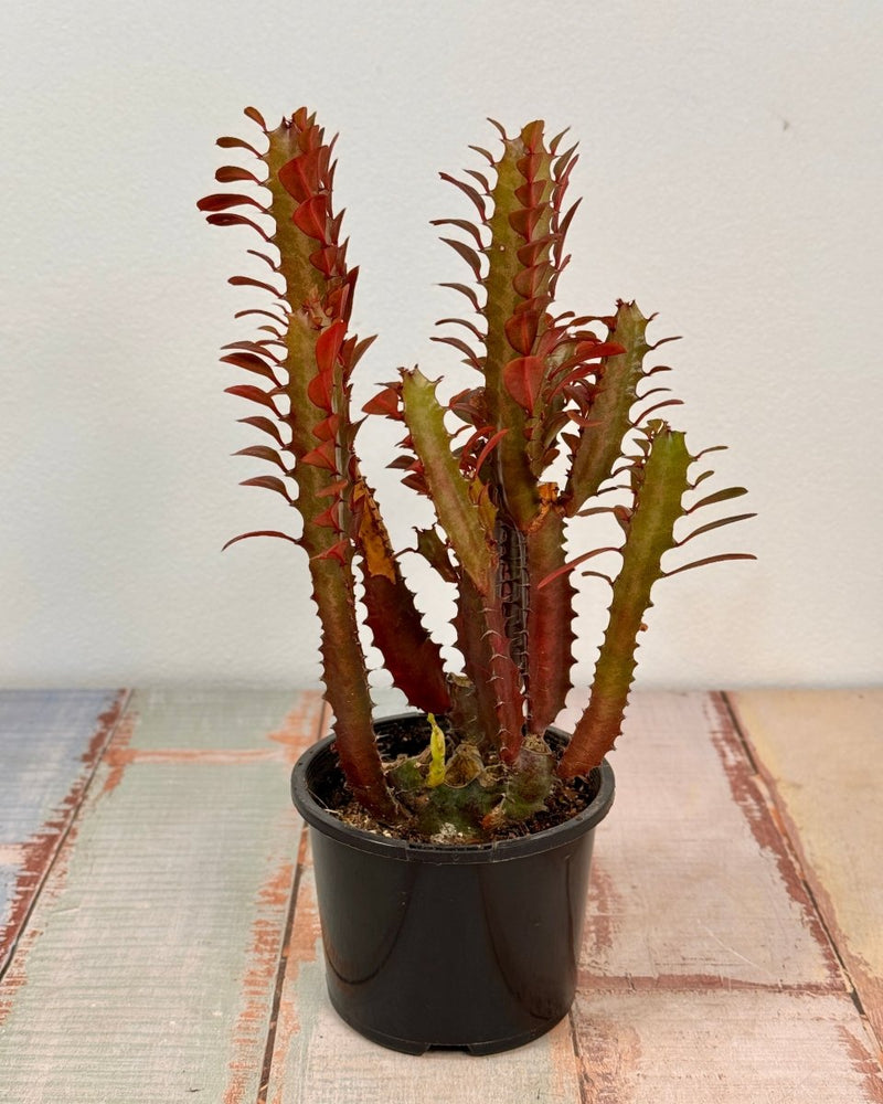 Euphorbia trigona ‘Rubra’ (African milk tree) - Plant Daddy