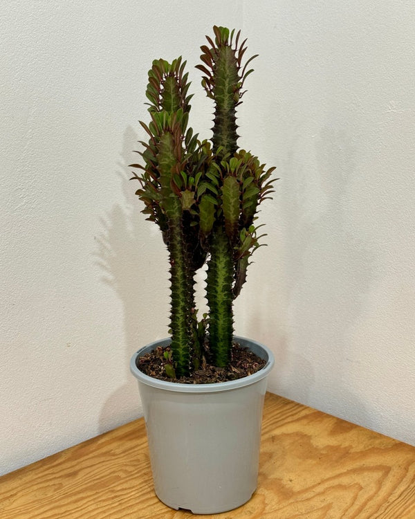 Euphorbia trigona ‘Rubra’ (African milk tree) - Plant Daddy