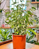 Ficus benjamina ‘Variegata’ (Weeping Fig) - Plant Daddy