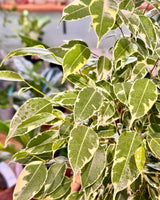 Ficus benjamina ‘Variegata’ (Weeping Fig) - Plant Daddy