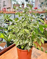 Ficus benjamina ‘Variegata’ (Weeping Fig) - Plant Daddy