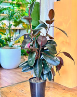 Ficus elastica ‘Burgundy’ - Plant Daddy