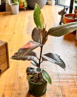 Ficus elastica ‘Ruby’ (Rubber plant) - Plant Daddy
