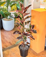 Ficus elastica ‘Ruby’ (Rubber plant) - Plant Daddy