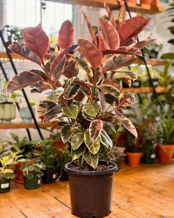 Ficus elastica ‘Ruby’ (Rubber plant) - Plant Daddy
