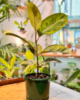 Ficus elastica ‘Shivereana’ - Plant Daddy