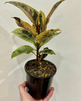 Ficus elastica ‘Shivereana’ - Plant Daddy
