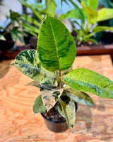 Ficus elastica ‘Shivereana’ - Plant Daddy
