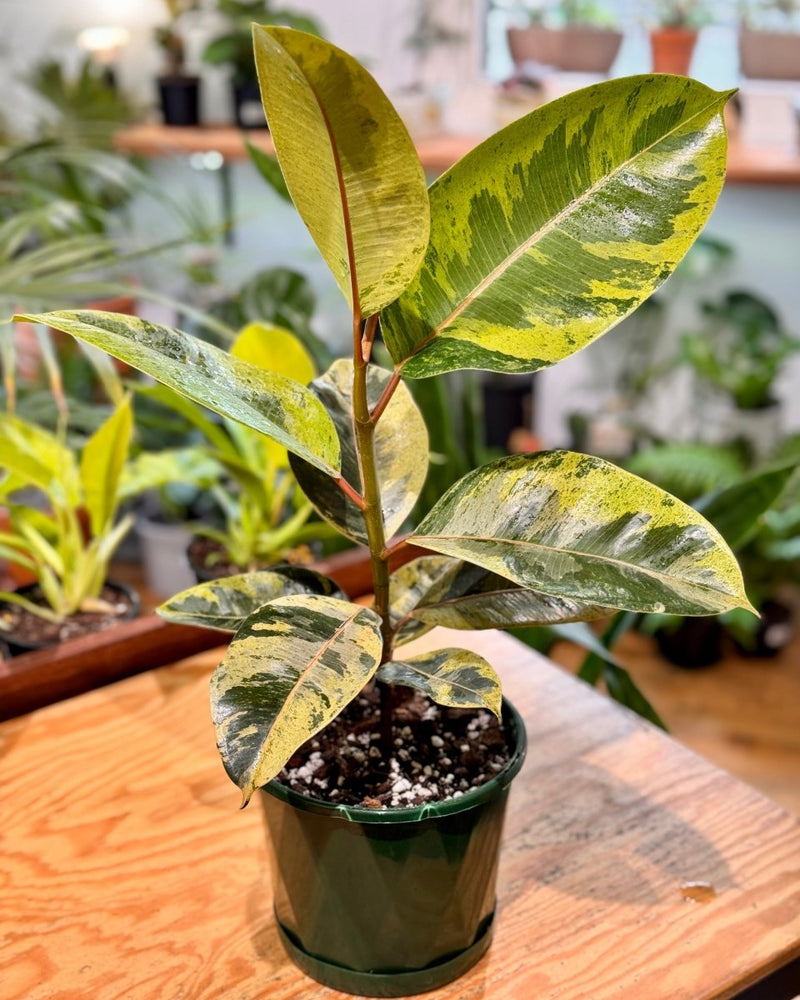 Ficus elastica 'Shivereana'
