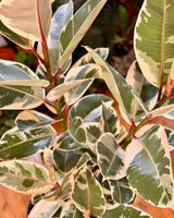 Ficus elastica ‘Tineke’ (Rubber plant) - Plant Daddy