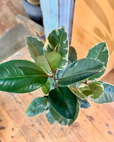 Ficus elastica ‘Tineke’ (Rubber plant) - Plant Daddy