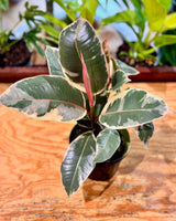 Ficus elastica ‘Tineke’ (Rubber plant) - Plant Daddy