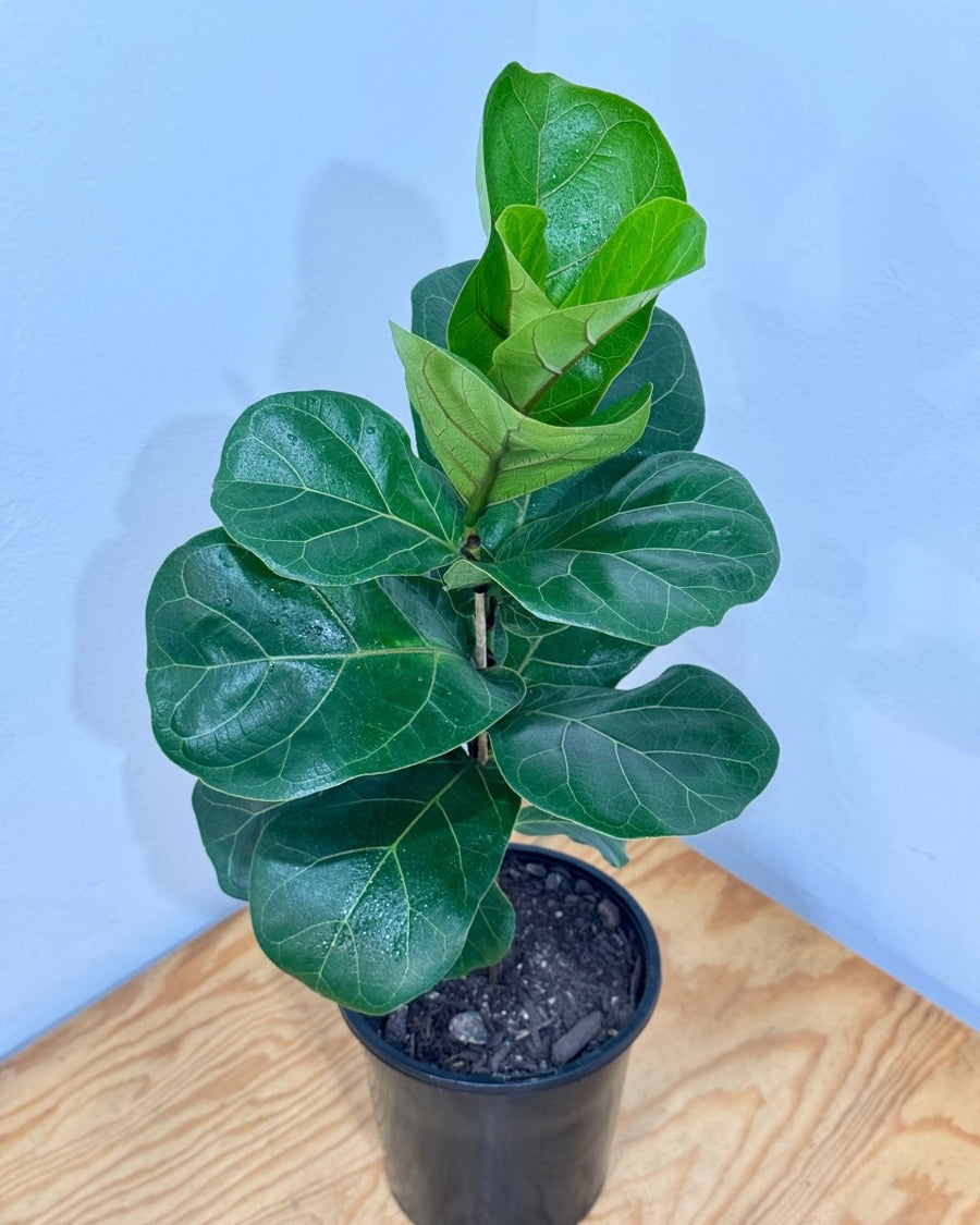 Ficus Lyrata Bambino