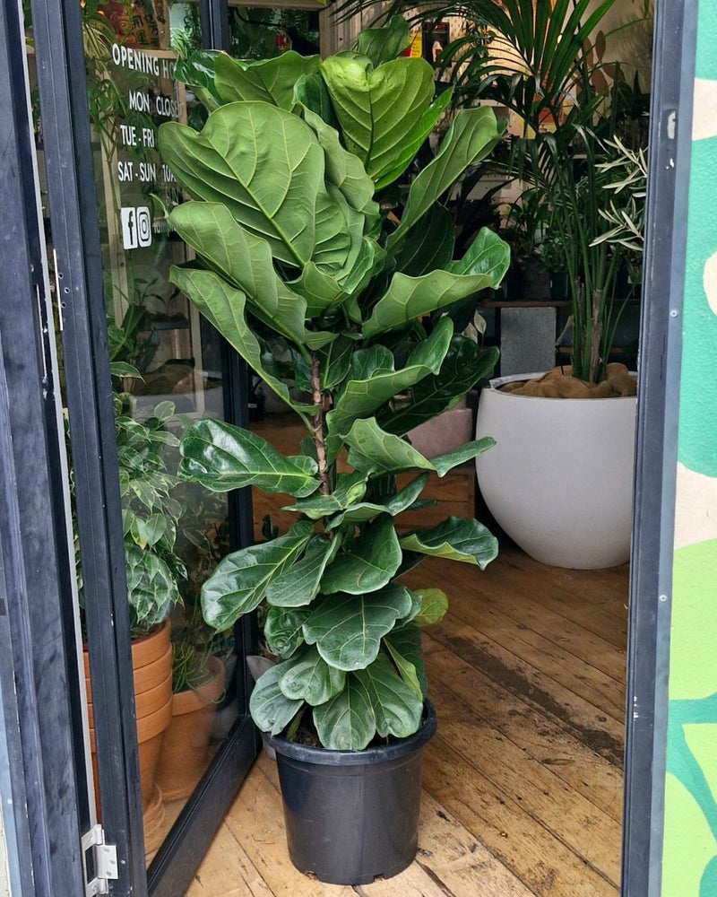 is a fiddle leaf fig a succulent Ficus Lyrata (Fiddle Leaf Fig)
