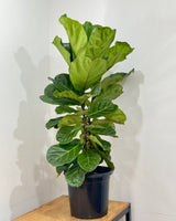 Ficus lyrata (Fiddle Leaf Fig) - Plant Daddy