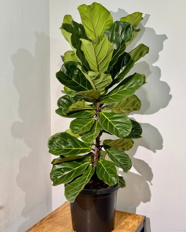 Ficus lyrata (Fiddle Leaf Fig) - Plant Daddy