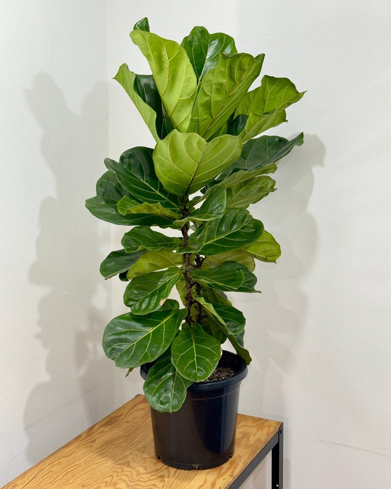 Ficus lyrata (Fiddle Leaf Fig) - Plant Daddy