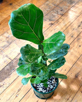 Ficus lyrata (Fiddle Leaf Fig) - Plant Daddy