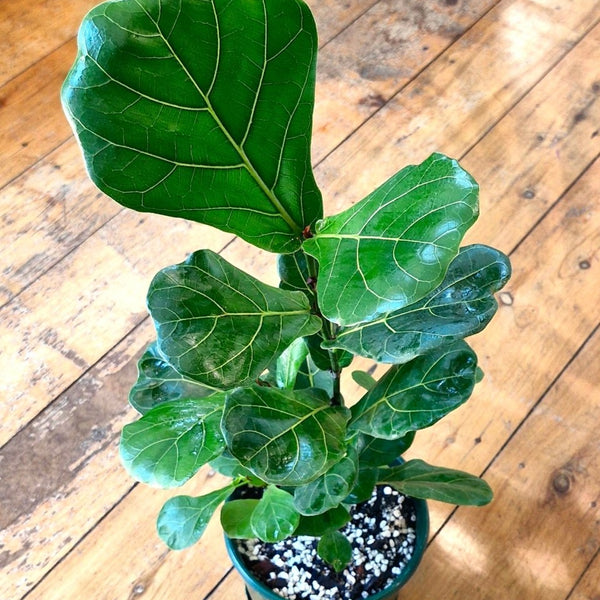 fiddle leaf fig australia Ficus Lyrata (Fiddle Leaf Fig)
