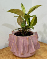 Finn Ceramic Pot - Plant Daddy