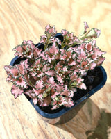 Fittona var. (Nerve Plant) - Plant Daddy