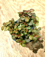 Fittona var. (Nerve Plant) - Plant Daddy