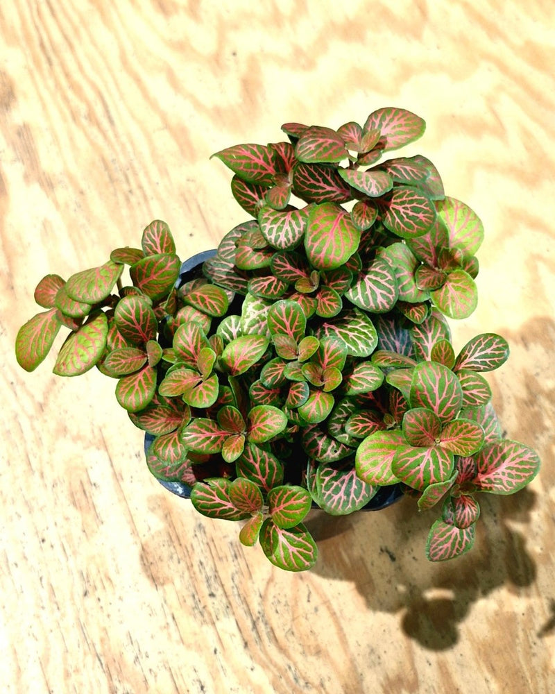 Fittona var. (Nerve Plant) - Plant Daddy