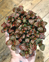 Fittona var. (Nerve Plant) - Plant Daddy