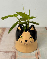Fur - and - Feather Friends Ceramic Pot - Plant Daddy