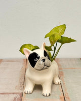 Fur - and - Feather Friends Ceramic Pot - Plant Daddy