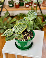 Geogenanthus poeppigii (Seersucker plant) - Plant Daddy