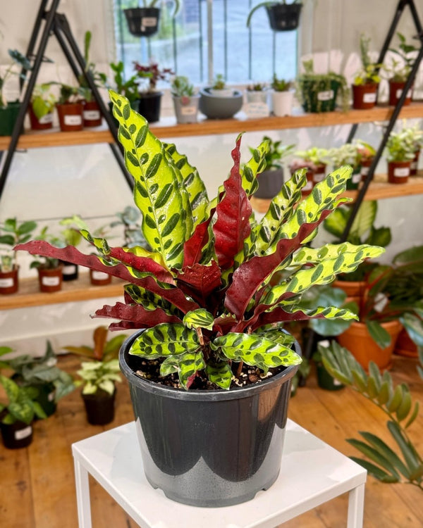 Goeppertia insignis (Rattlesnake Plant) - Plant Daddy