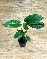 Homalomena ‘Maggie' - Plant Daddy