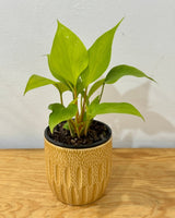 Homalomena ‘Sunshine Gem’ - Plant Daddy