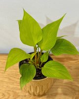 Homalomena ‘Sunshine Gem’ - Plant Daddy