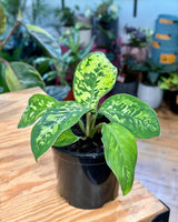 Homalomena wallisii ‘Camouflage’ - Plant Daddy