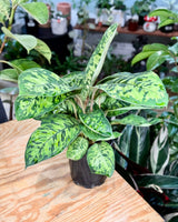 Homalomena wallisii ‘Camouflage’ - Plant Daddy