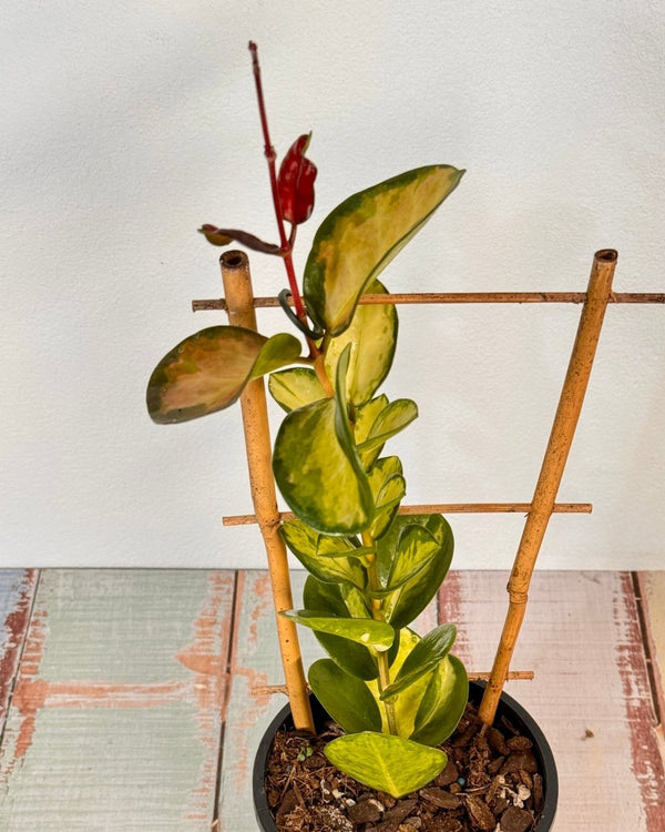 Hoya australis ‘Lisa’ - Plant Daddy