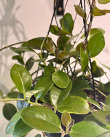 Hoya australis var. - Plant Daddy