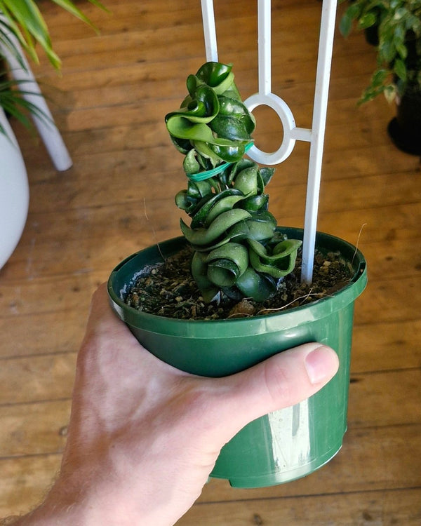 Hoya ‘Indian Rope’ - Plant Daddy