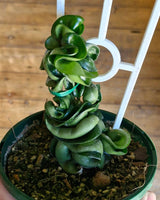 Hoya ‘Indian Rope’ - Plant Daddy