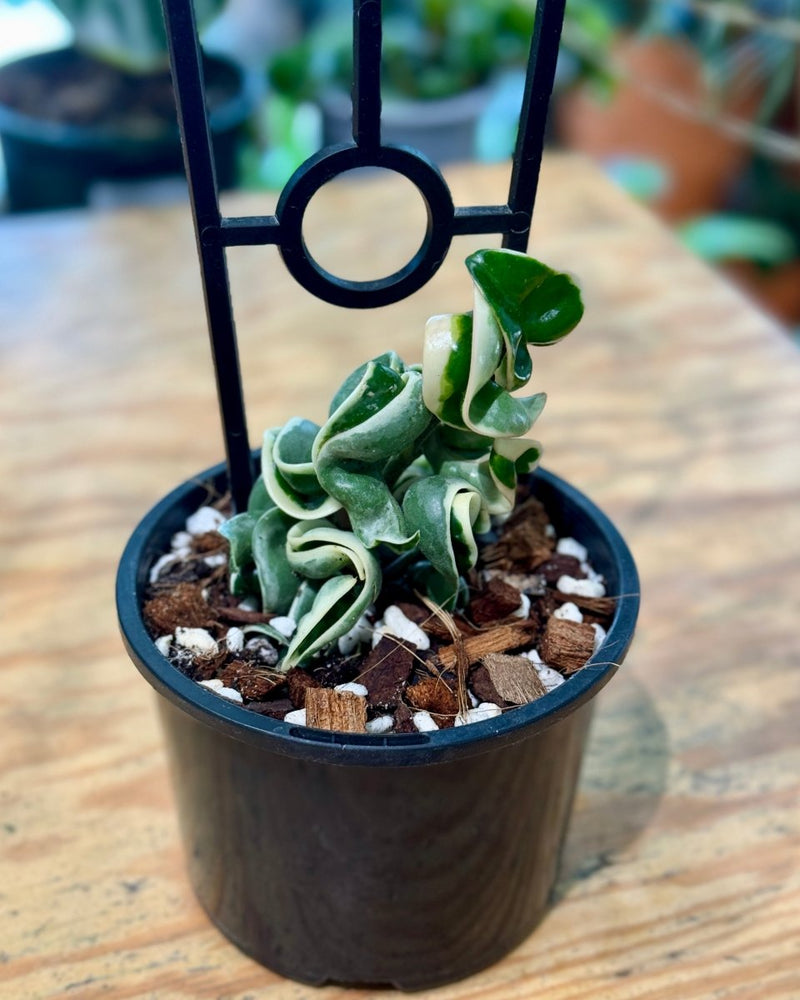 Hoya ‘Indian Rope’ variegated - Plant Daddy