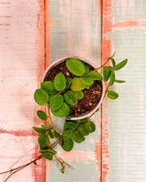 Hoya Mathilde - Plant Daddy