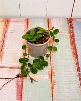 Hoya Mathilde - Plant Daddy