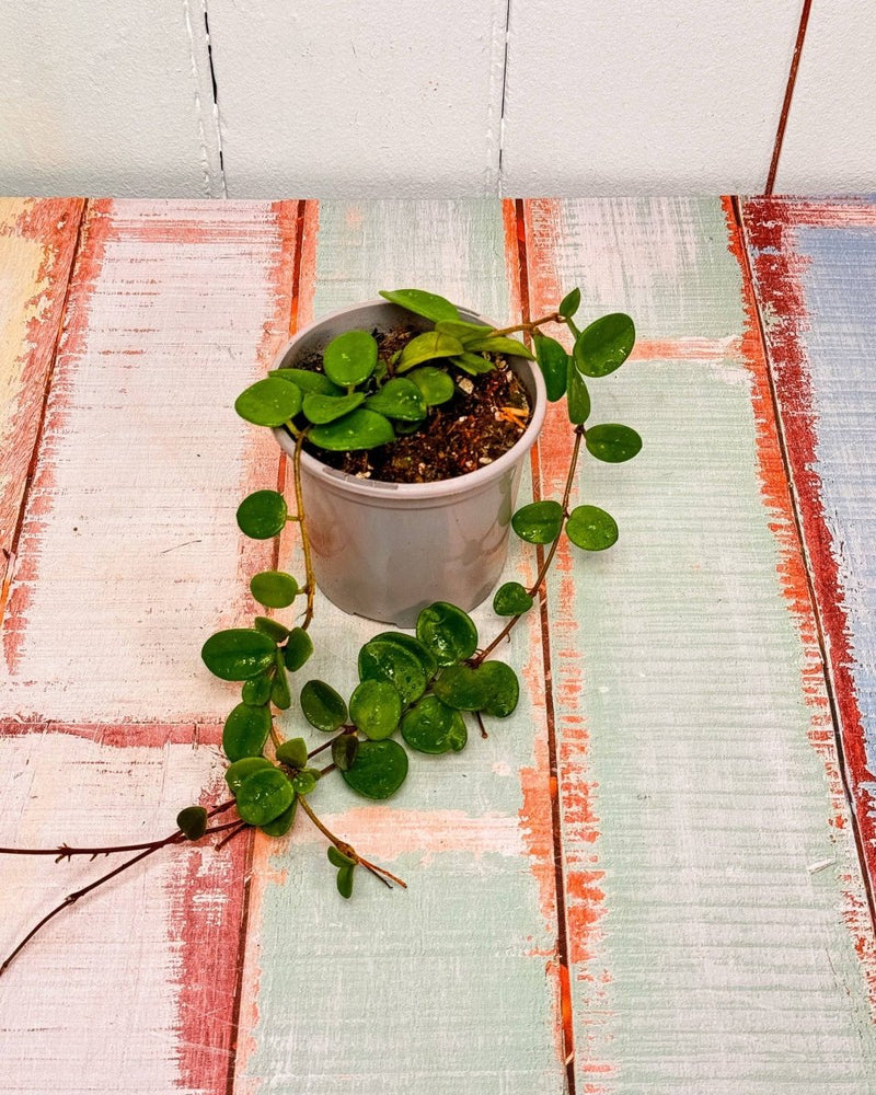 Hoya Mathilde - Plant Daddy