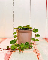 Hoya Mathilde - Plant Daddy