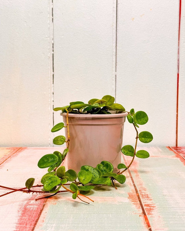 Hoya Mathilde - Plant Daddy